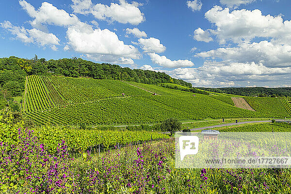 Vineyards at Galgenberg Mountain  Heilbronn  Baden-Wurttemberg  Germany  Europe