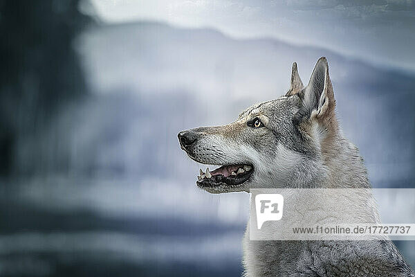 Czechoslovak Wolfdog portrait looking to the left edited in blue colors  Italy  Europe