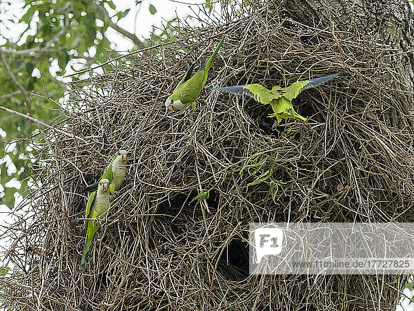 Adult monk parakeets (Myiopsitta monachus)  in a communal nest  Mata Grosso  Pantanal  Brazil  South America