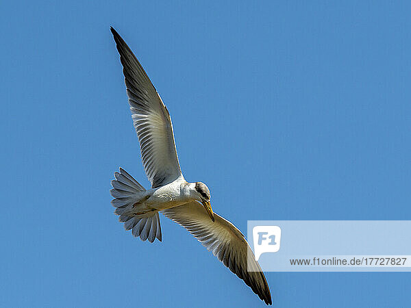 Adult large-billed tern (Phaetusa simple)  in flight on the Rio Tres Irmao  Mata Grosso  Pantanal  Brazil  South America