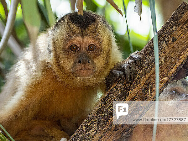 Azaras's capuchin (Sapajus cay)  resting in a tree  Pousada Piuval  Mato Grosso  Pantanal  Brazil  South America