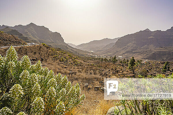 View of road and flora in mountainous landscape near Tasarte  Gran Canaria  Canary Islands  Spain  Atlantic  Europe