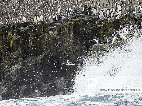 Chinstrap penguins (Pygoscelis antarcticus)  diving off a cliff in to the sea  Zavodovski Island  South Sandwich Islands  South Atlantic  Polar Regions