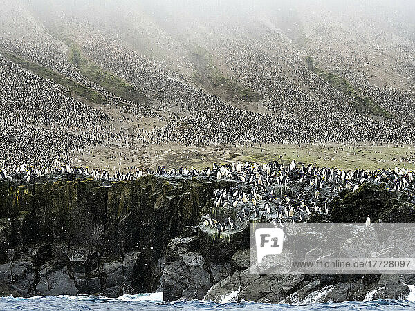Over a million chinstrap penguins (Pygoscelis antarcticus)  on Zavodovski Island  South Sandwich Islands  South Atlantic  Polar Regions