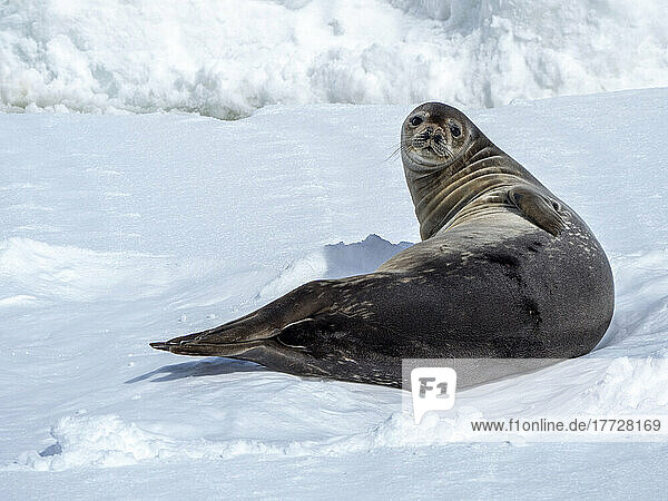An adult Weddell seal (Leptonychotes weddellii)  hauled out on first year sea ice in the Lemaire Channel  Antarctica  Polar Regions