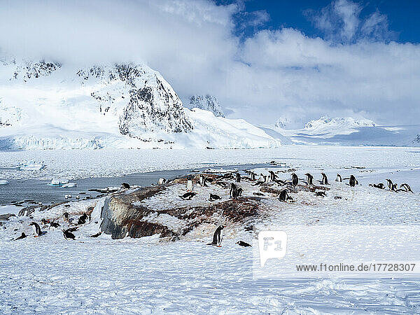 A gentoo penguin (Pygoscelis papua) breeding colony on Pleneau Island in early season  Antarctica  Polar Regions