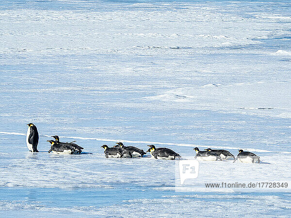 A group of emperor penguins (Aptenodytes forsteri)  on the ice near Snow Hill Island  Weddell Sea  Antarctica  Polar Regions