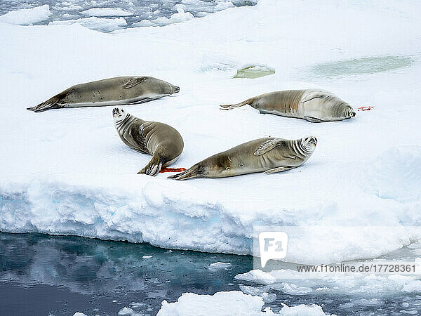 Adult crabeater seals (Lobodon carcinophaga)  on ice in the Bellingshausen Sea  Antarctica  Polar Regions