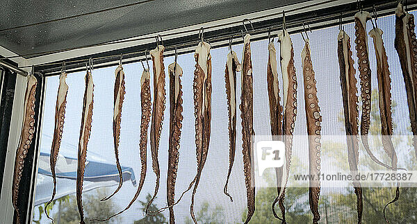 Tentacles of freshly caught Octopus hanging to dry in a Greek restaurant  Crete  Greek Islands  Greece  Europe