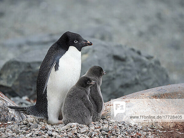 Adelie penguin (Pygoscelis adeliae)  parent with chicks on Tay Head  Joinville Island  Antarctica  Polar Regions
