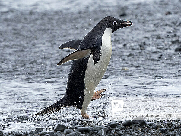 Adelie penguin (Pygoscelis adeliae)  returning from the sea  Tay Head  Joinville Island  Antarctica  Polar Regions