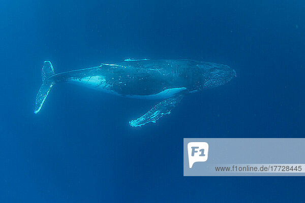 Humpback whale (Megaptera novaeangliae)  swimming underwater on Ningaloo Reef  Western Australia  Australia  Pacific