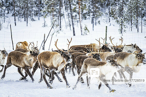 Herd of reindeer in the arctic forest during a winter snowfall  Lapland  Sweden  Scandinavia  Europe