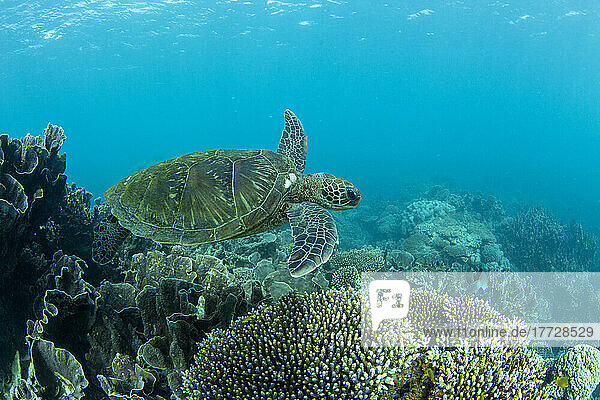 Adult green sea turtle (Chelonia mydas)  underwater in Coral Bay  Western Australia  Australia  Pacific