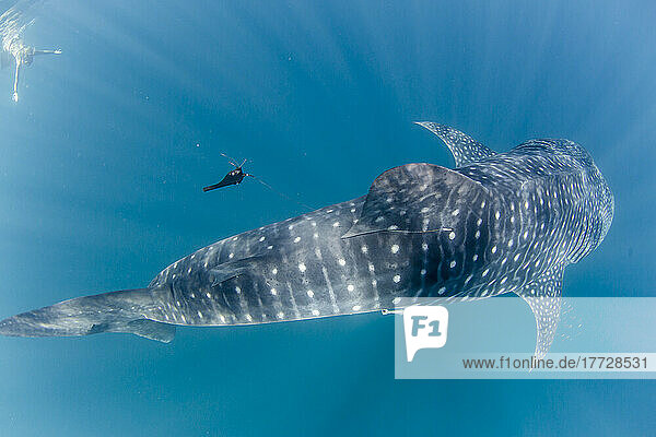 Whale shark (Rhincodon typus)  underwater with snorkeler on Ningaloo Reef  Western Australia  Australia  Pacific