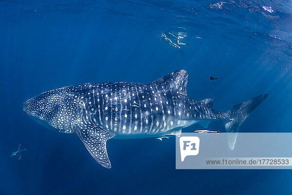 Whale shark (Rhincodon typus)  underwater with snorkelers on Ningaloo Reef  Western Australia  Australia  Pacific