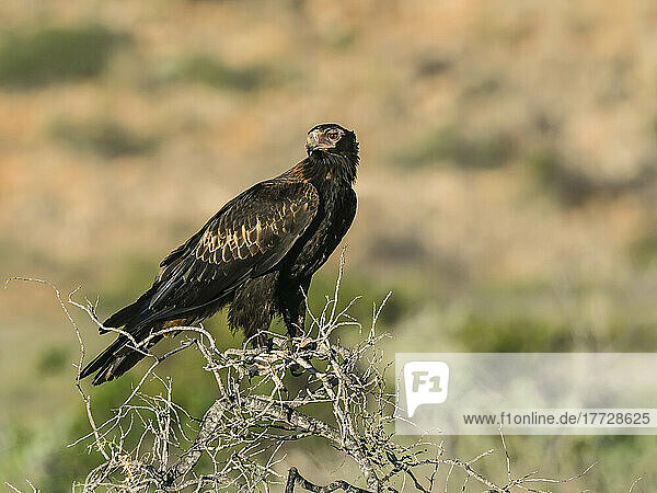 Adult wedge-tailed eagle (Aquila audax)  on perch in Cape Range National Park  Western Australia  Australia  Pacific