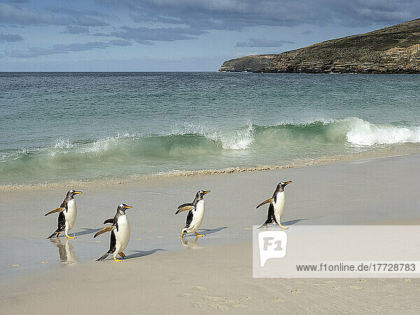Gentoo penguin (Pygoscelis papua)  adults coming back from feeding at sea on the beach at New Island  Falklands  South America
