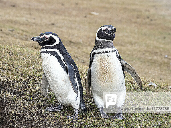 A pair of adult Magellanic penguins (Spheniscus magellanicus)  near their burrow at Saunders Island  Falklands  South America
