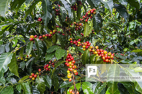 Coffee bushes and beans  Zona Cafetera  Colombia  South America