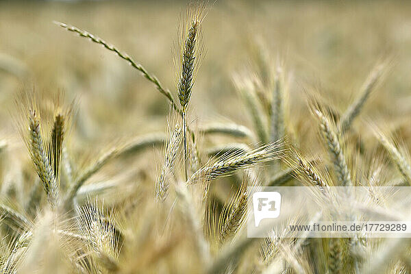 Wheat field  cultivated plants and agriculture  Yonne  France  Europe