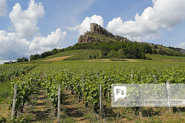 Solutre Rock and vineyards in Saone et Loire  Burgundy  France  Europe