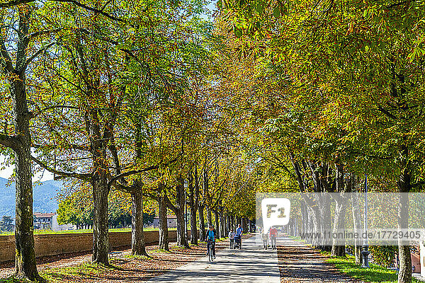 Path along the city walls (Le Mura)  Lucca  Tuscany  Italy  Europe