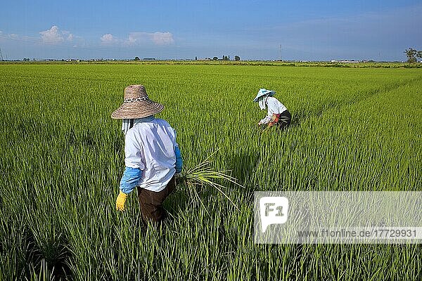 Rice field between Novara and Vercelli  Piedmont  Italy  Europe