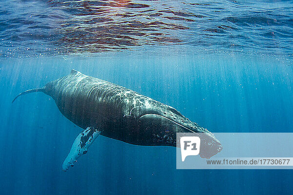 Humpback whale (Megaptera novaeangliae)  adult underwater on the Silver Bank  Dominican Republic  Greater Antilles  Caribbean  Central America