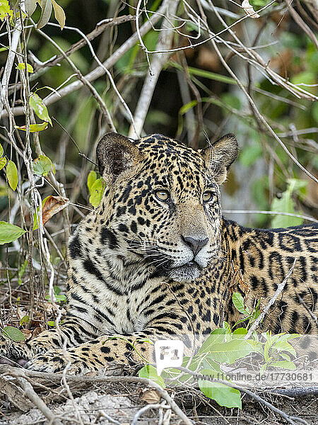 Adult jaguar (Panthera onca)  on the riverbank of Rio Tres Irmao  Mato Grosso  Pantanal  Brazil  South America