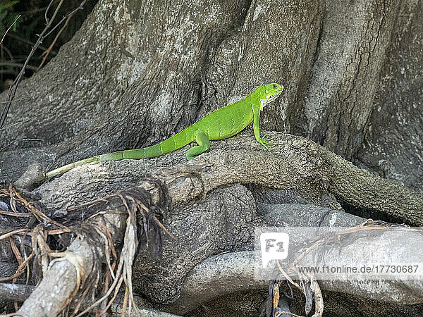 Adult green iguana (Iguana iguana)  basking on the banks of the Rio Tres Irmao  Mato Grosso  Pantanal  Brazil  South America