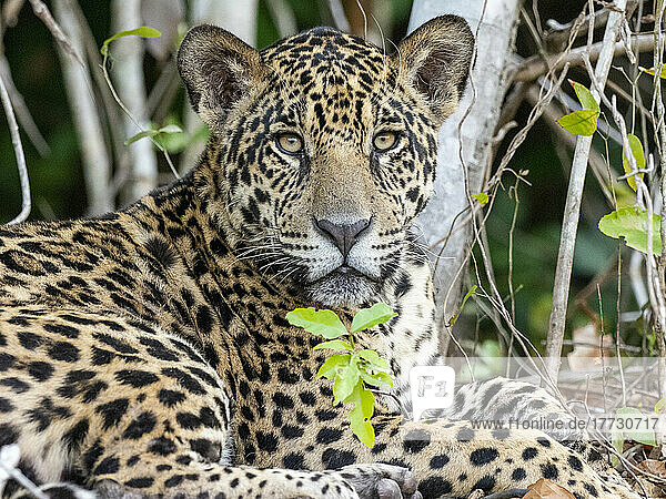 Adult jaguar (Panthera onca)  on the riverbank of Rio Tres Irmao  Mato Grosso  Pantanal  Brazil  South America