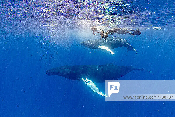 Humpback whale (Megaptera novaeangliae)  mother and calf underwater on the Silver Bank  Dominican Republic  Greater Antilles  Caribbean  Central America