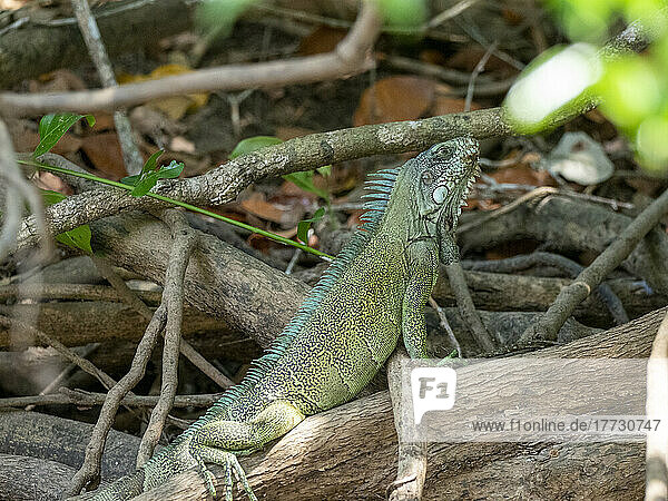 Adult green iguana (Iguana iguana)  basking on the banks of the Rio Negro  Mato Grosso  Pantanal  Brazil  South America