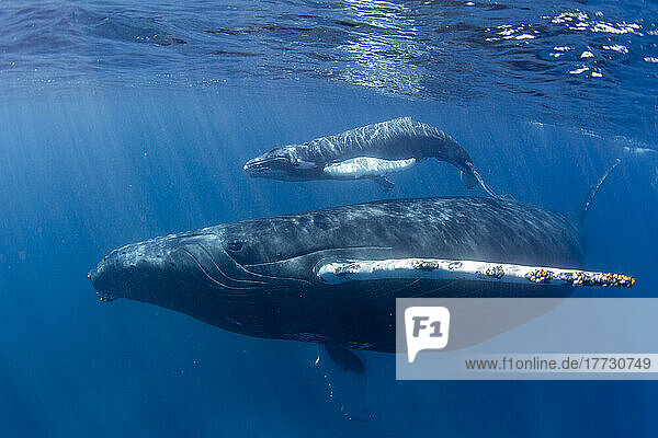 Humpback whale (Megaptera novaeangliae)  mother and calf underwater on the Silver Bank  Dominican Republic  Greater Antilles  Caribbean  Central America