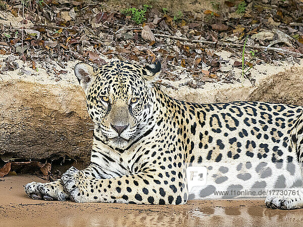 Adult female jaguar (Panthera onca)  on the riverbank of Rio Tres Irmao  Mato Grosso  Pantanal  Brazil  South America