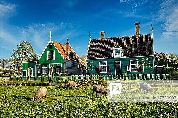 Weidende Schafe in der Nähe eines traditionellen Bauernhauses im Museumsdorf Zaanse Schans  Niederlande  Europa