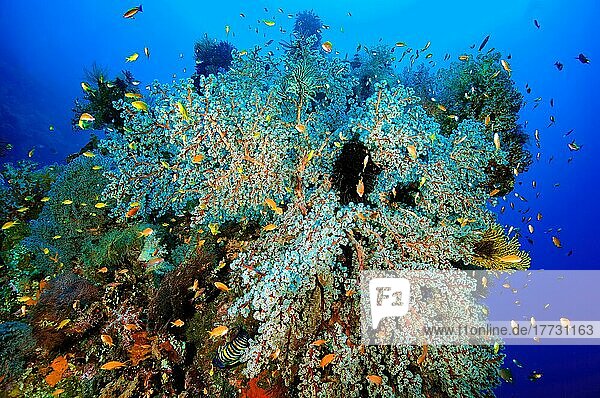 Weichkoralle (Siphonogorgia godeffroyi) mit augestreckten Polypen  Pazifik  Bali  Indonesien  Asien