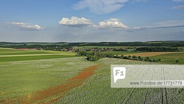 Feld mit Waldviertler Graumohn  Schlafmohn (Papaver somniferum)  Niederösterreich  Österreich  Europa