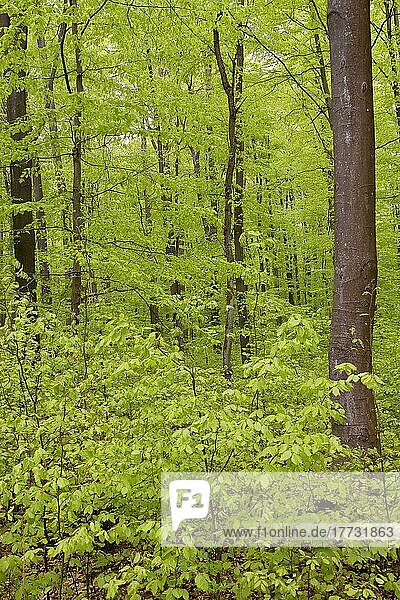 Maigrüner Buchenwald mit dichter Naturverjüngung  Hessen  Deutschland  Europa