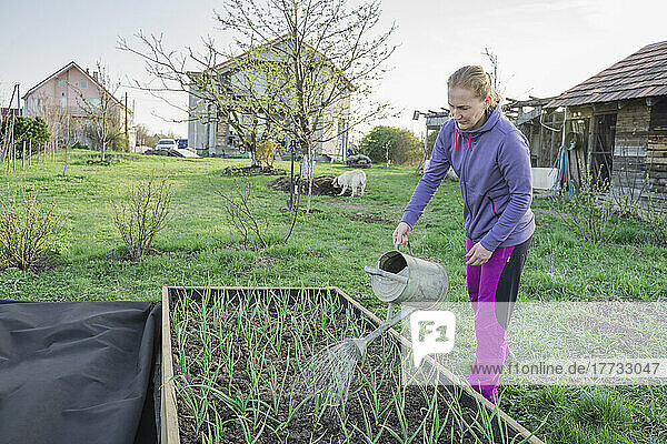 Mature woman watering onion seedlings with watering can in garden