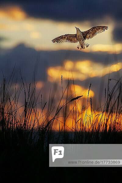 Seagull flying over beach grass at dusk