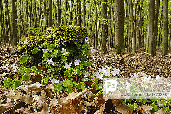 Blühender Waldsauerampfer (Oxalis acetosella) im Nationalpark Kellerwald-Edersee