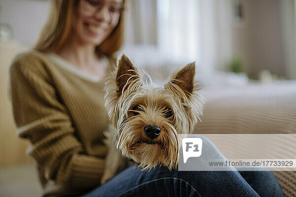 Yorkshire Terrier with woman at home