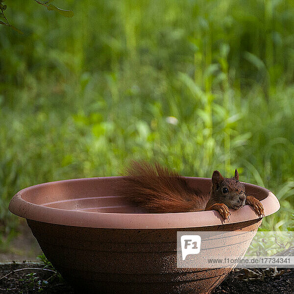 Squirrel peeking out of empty flower pot