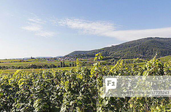 Deutschland  Rheinland-Pfalz  Burrweiler  Weintrauben wachsen im Weinberg mit Dorf im Hintergrund