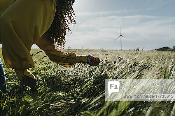 Hand of woman picking flower in meadow on sunny day