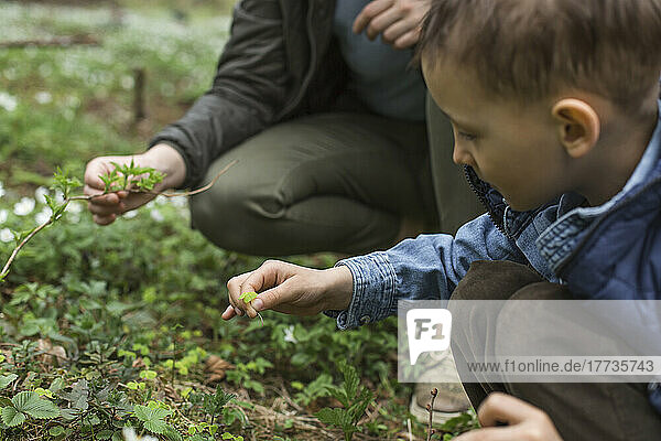 Boy and mother picking small plants in forest