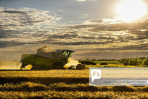 Combine harvester harvesting wheat under cloudy sky
