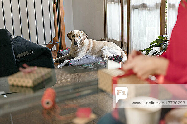 Labrador Retriever looking at woman wrapping Christmas present